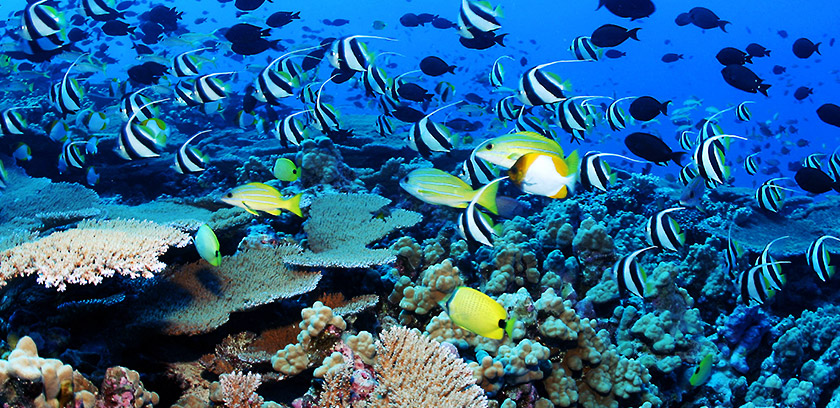 5-Colorful-Reefs-in-Red-sea